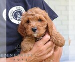 Small #4 Cavapoo (Miniature)