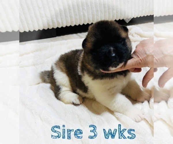 Medium Photo #32 Akita Puppy For Sale in BUTLER, PA, USA