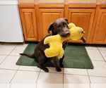 Small Labrador Retriever