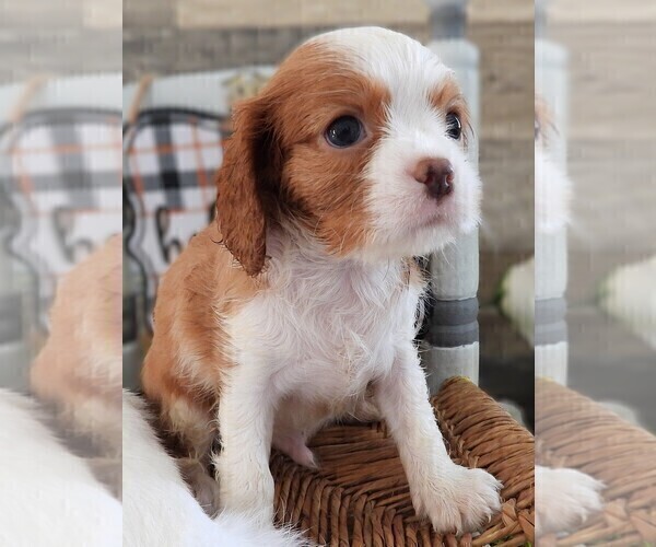 Medium Photo #11 Cavalier King Charles Spaniel Puppy For Sale in CARLISLE, KY, USA
