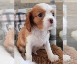 Small #10 Cavalier King Charles Spaniel