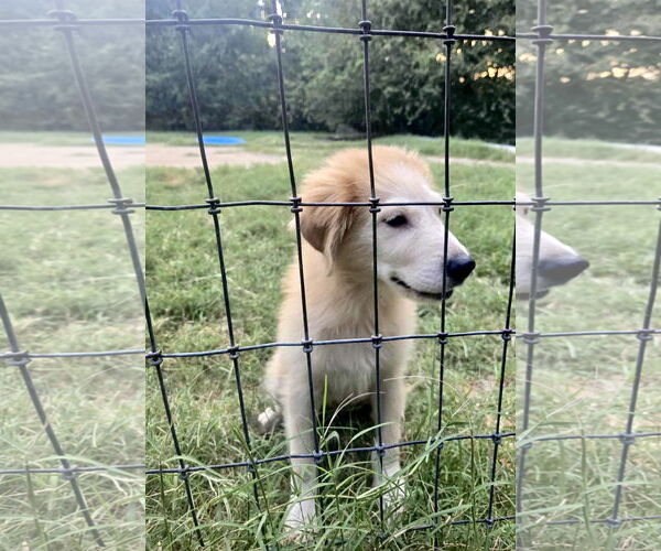 Medium Photo #2 Great Pyrenees Puppy For Sale in Spring, TX, USA