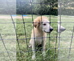 Small #1 Great Pyrenees