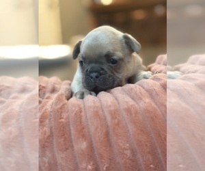 French Bulldog Puppy for sale in MARSHFIELD, MO, USA