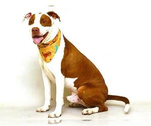 Mutt Dogs for adoption in Sanford, FL, USA