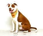 JUSTICE/ROCKO - Male Mutt Dog for Adoption - Small photo