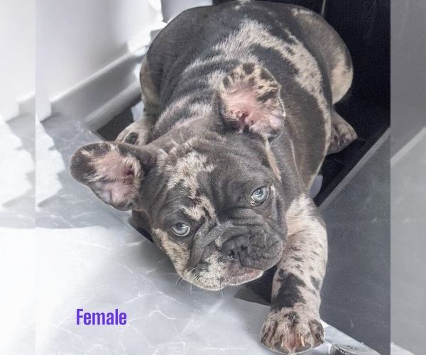 Medium Photo #4 French Bulldog Puppy For Sale in PHILADELPHIA, PA, USA