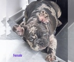 Small #3 French Bulldog