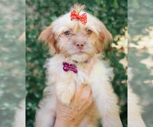 Shih Tzu Dogs for adoption in Corona, CA, USA