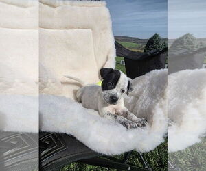 Boxador Dogs for adoption in SHERBURNE, NY, USA