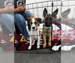Small #4 German Shepherd Dog Mix