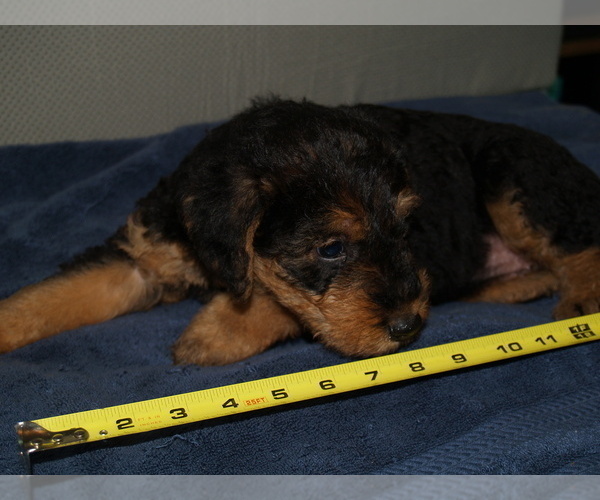 Medium Photo #1 Airedale Terrier Puppy For Sale in CHARLESTOWN, IN, USA