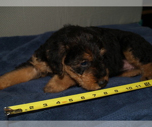 Medium Airedale Terrier