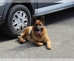 Small Photo #3 German Shepherd Dog Puppy For Sale in TACOMA, WA, USA