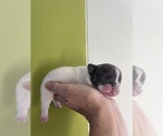 Small Photo #16 French Bulldog Puppy For Sale in ROCKVILLE, MD, USA