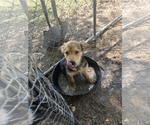 Medium Photo #3 German Shepherd Dog Puppy For Sale in MIDWAY, UT, USA