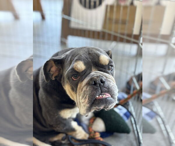 Medium Photo #5 Bulldog Puppy For Sale in Hayward, CA, USA