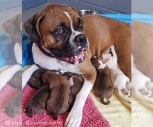 Mother of the Boxer puppies born on 05/04/2022