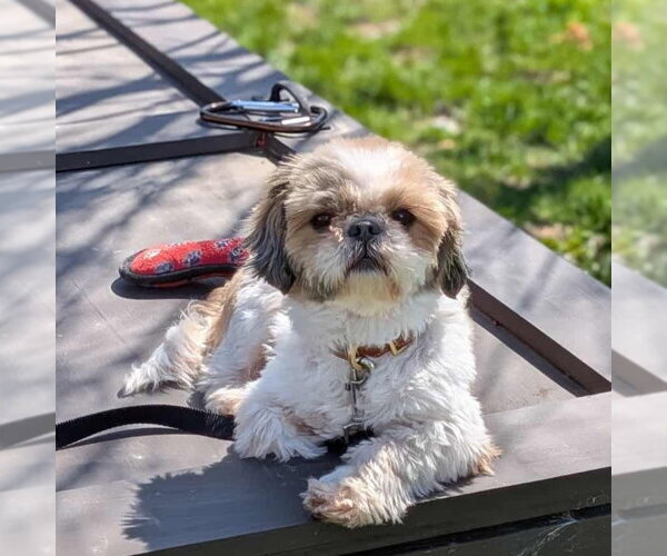 Medium Photo #4 Shih Tzu-Unknown Mix Puppy For Sale in Rochester, NY, USA