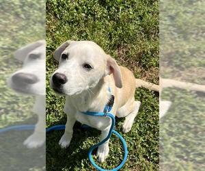 Labrador Retriever-Unknown Mix Dogs for adoption in Newton, NC, USA