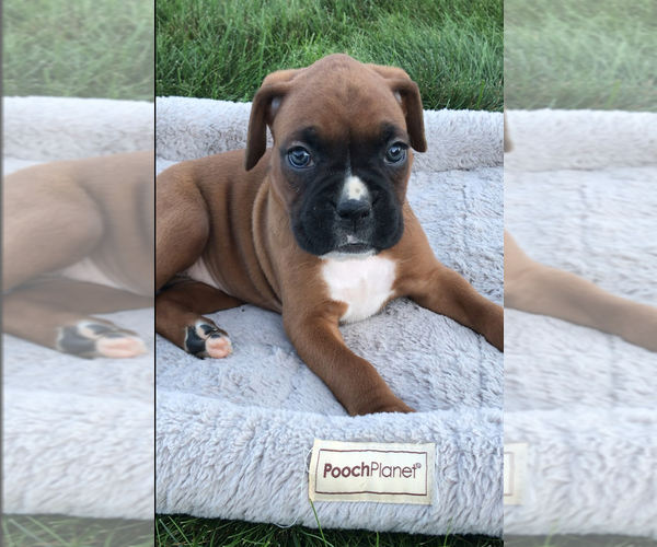 Medium Photo #2 Boxer Puppy For Sale in APPLE CREEK, OH, USA