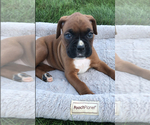 Small Photo #2 Boxer Puppy For Sale in APPLE CREEK, OH, USA