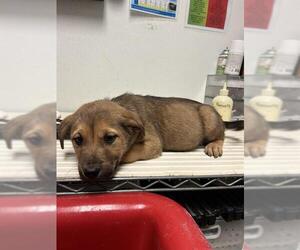 German Shepherd Dog-Unknown Mix Dogs for adoption in Bakersfield, CA, USA