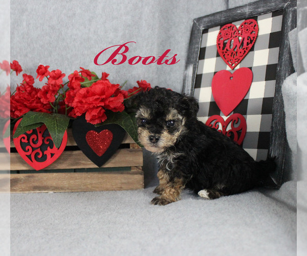Full screen Photo #7 Poodle (Toy) Puppy For Sale in CHANUTE, KS, USA