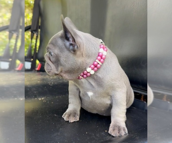 Medium Photo #7 French Bulldog Puppy For Sale in LAKE CITY, FL, USA