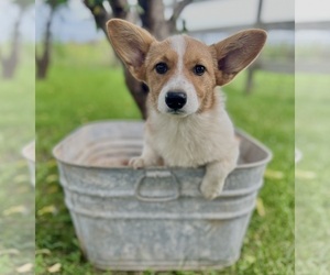Pembroke Welsh Corgi Puppy for sale in FAIRBANK, IA, USA