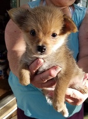 Yoranian Puppy for sale in HARDINSBURG, IN, USA