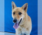 Small #1 Carolina Dog Mix