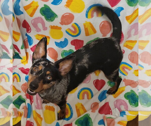 Medium Photo #9 Australian Shepherd-Unknown Mix Puppy For Sale in FAIRLAWN, OH, USA