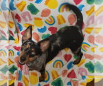 Small #8 Australian Shepherd Mix