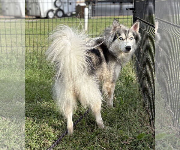 Medium Photo #2 Siberian Husky-Unknown Mix Puppy For Sale in Virginia Beach, VA, USA