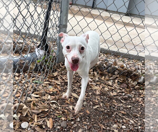 Medium Photo #3 Unknown-Whippet Mix Puppy For Sale in Rockaway, NJ, USA