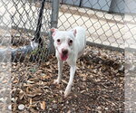 Small #2 Whippet Mix