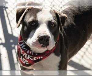 American Staffordshire Terrier-Basset Hound Mix Dogs for adoption in Charlotte, NC, USA