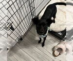 Small #7 Jack Russell Terrier