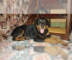 Small #3 Rottweiler