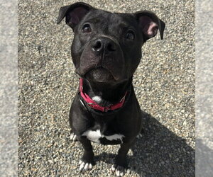 American Pit Bull Terrier-Unknown Mix Dogs for adoption in Palmetto, FL, USA