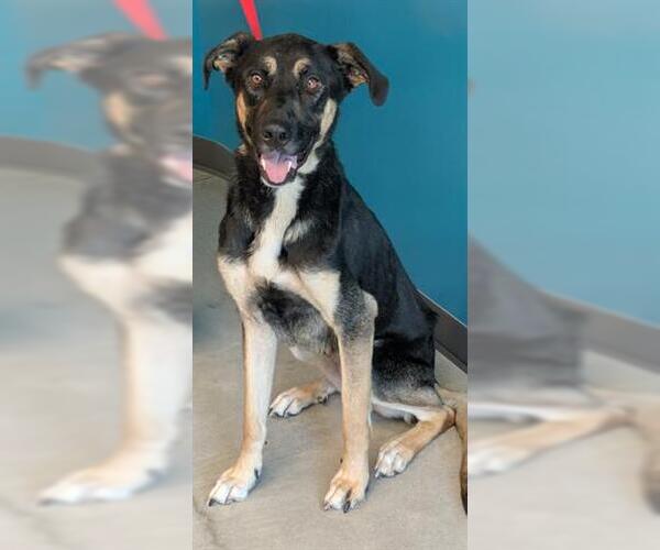 Medium Photo #1 German Shepherd Dog-Unknown Mix Puppy For Sale in San Martin, CA, USA