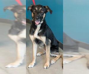German Shepherd Dog-Unknown Mix Dogs for adoption in San Martin, CA, USA