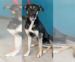 Small German Shepherd Dog Mix