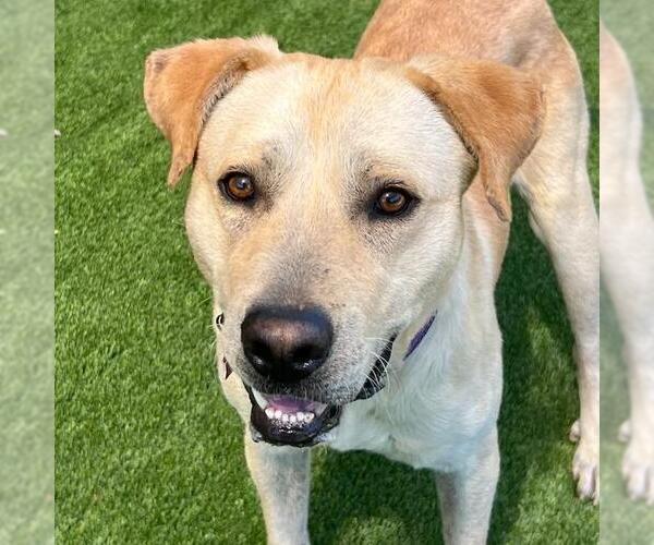 Medium Photo #7 Labrador Retriever-Unknown Mix Puppy For Sale in San Diego, CA, USA