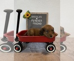 Small #1 Dachshund