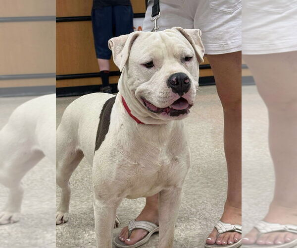 Medium Photo #3 American Pit Bull Terrier-American Staffordshire Terrier Mix Puppy For Sale in Wenonah, NJ, USA
