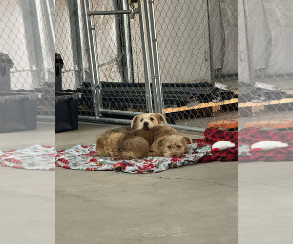 Medium Photo #3 Dachshund-Unknown Mix Puppy For Sale in Grafton, WI, USA