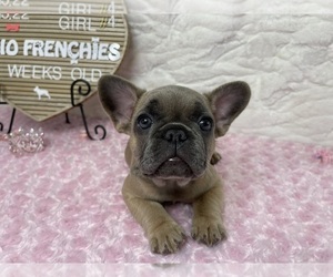 French Bulldog Puppy for sale in SPRINGFIELD, OH, USA