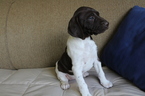 Small Photo #15 German Shorthaired Pointer Puppy For Sale in BLAINSPORT, PA, USA